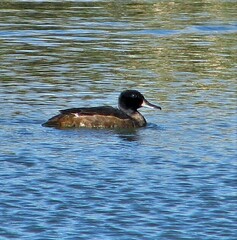 Heteronetta atricapilla