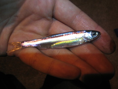 Notropis atherinoides