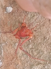 Krateromaspis