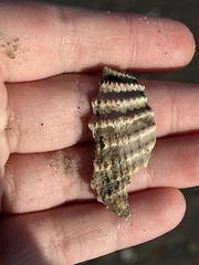 Cyrtopleura costata