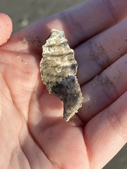 Cyrtopleura costata