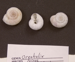 Oreohelix loisae