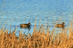Mareca strepera strepera