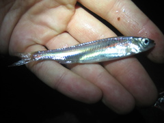 Notropis atherinoides