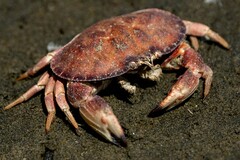 Metacarcinus novaezelandiae