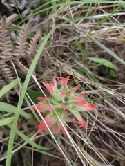 Castilleja affinis affinis