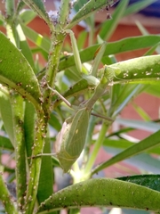 Stagmomantis limbata