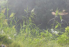 Phragmites australis