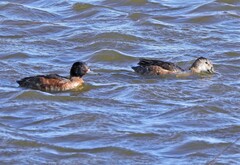 Heteronetta atricapilla