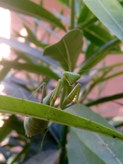 Stagmomantis limbata