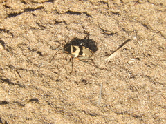 Largus fasciatus