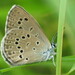 Alcon Large Blue - Photo (c) Baranyi Tamás, some rights reserved (CC BY-NC-ND), uploaded by Baranyi Tamás