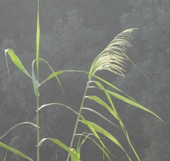 Phragmites australis