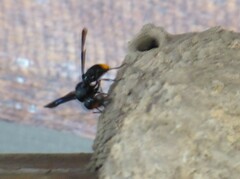 Synagris analis