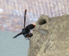 Synagris analis