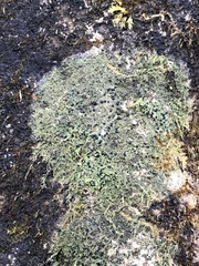 Phaeophyscia adiastola