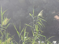 Phragmites australis