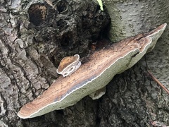 Daedaleopsis confragosa