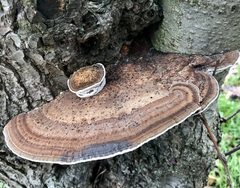 Daedaleopsis confragosa