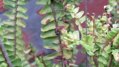 Phiale roburifoliata