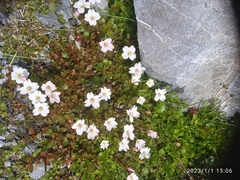 Epilobium macropus