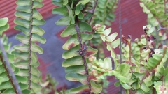 Phiale roburifoliata
