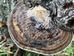 Daedaleopsis confragosa