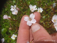 Epilobium macropus