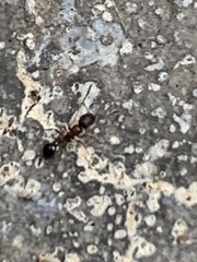 Cardiocondyla mauritanica