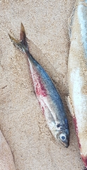 Trachurus novaezelandiae