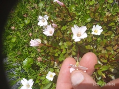 Epilobium macropus