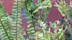 Phiale roburifoliata