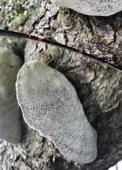 Daedaleopsis confragosa