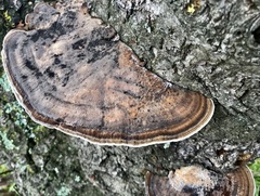 Daedaleopsis confragosa