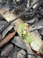 Chauliognathus imperialis