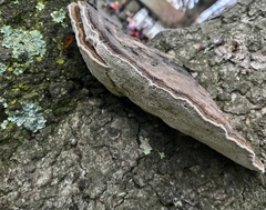 Daedaleopsis confragosa