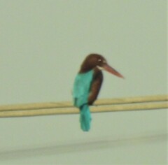 Halcyon smyrnensis smyrnensis