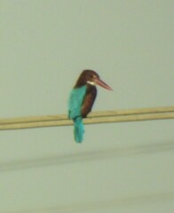 Halcyon smyrnensis smyrnensis