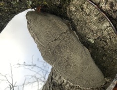 Daedaleopsis confragosa