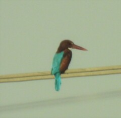 Halcyon smyrnensis smyrnensis