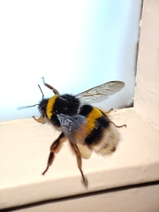 Bombus terrestris lusitanicus