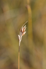 Rhynchospora capillacea