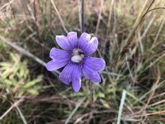 Pinguicula caerulea