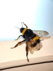 Bombus terrestris lusitanicus