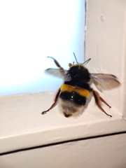 Bombus terrestris lusitanicus