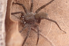 Pardosa lapidicina