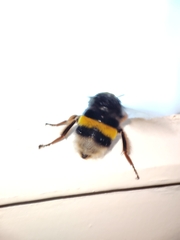 Bombus terrestris lusitanicus