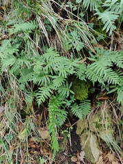 Polypodium cambricum