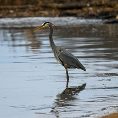 Ardea herodias herodias