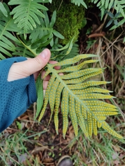 Polypodium cambricum